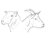 150x150px---petits-ruminants